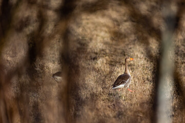 Greylag geese walking across a field on a sunny spring afternoon. Natural lighting conditions, contrasting light.