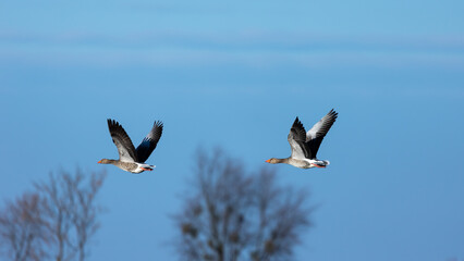 Greylag goose soaring against a blue sky on a sunny spring afternoon. Natural lighting conditions, contrasting light.