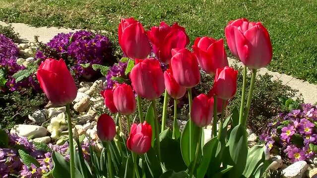 Rote Tulpen inmitten von lila Primeln bewegen sich im Wind