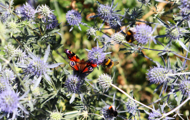 Pfauenauge und Hummel