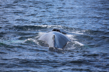 Blasloch vom Buckelwal