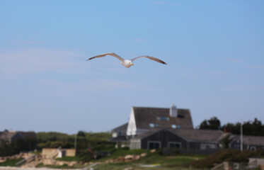 M&ouml;we im Flug frontal