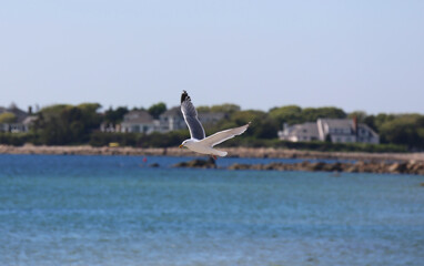 M&ouml;we im Flug vor der K&uuml;ste von Cape Cod