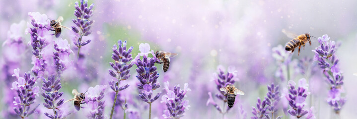 Honey bee pollinating lavender flowers. Plant decay with insects. Blurred summer background of lavender flowers with bees. Beautiful wallpaper. soft focus. Lavender Field Bee flying over flower - obrazy, fototapety, plakaty