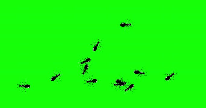 Black Ants. Swarm ants quickly crawls across green screen. Invasion of hordes ants. Ant movement trajectory in flat style, change of direction. Loop seamless background. 4K motion graphic animation