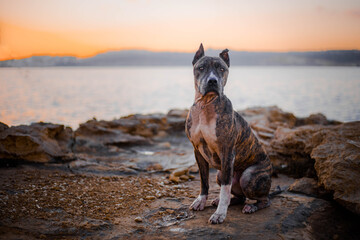 the dog spends time at the seaside