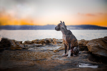 the dog spends time at the seaside