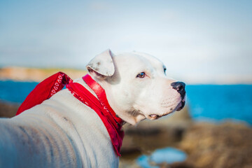 the dog spends time at the seaside