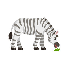 Cute cartoon zebra character. Zebra eating grass. Animals of Africa. Vector cartoon illustration.