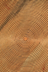 Fototapeta na wymiar circulos concéntricos madera talla surcos 4M0A4403-as22