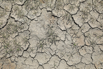 sequía suelo seco agrietado falta de agua textura desertización plantas verdes almería españa  4M0A4552-as22