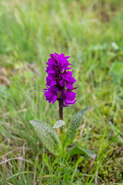 Dactylorhiza Majalis, Also Known As Broad-leaved Marsh Orchid, Eurasian Orchid. Pink Wild Orchid, Ukraine.