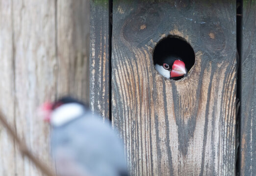 Java Finch emerging from a hole in a birdhouse