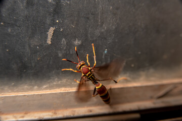 Large Wasp Fluttering Wings on Dirty Window