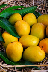 Naklejka na ściany i meble Mango tropical fruit with green leaf, Ripe mango in grass closeup