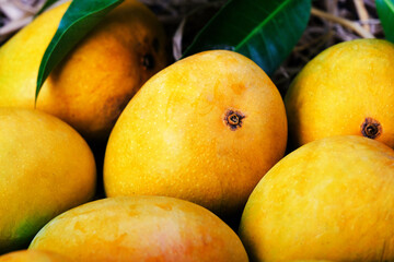 Mango tropical fruit with green leaf, Ripe mango in grass closeup