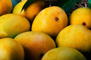 Mango tropical fruit with green leaf, Ripe mango in grass closeup