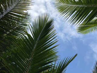 tropical palm leaf background, closeup coconut palm trees perspective view