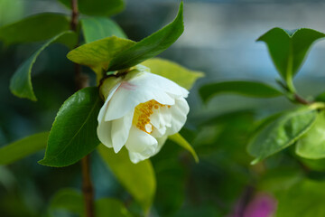 Obraz na płótnie Canvas Camellia white flower in nature. Blurred background photo of plant.