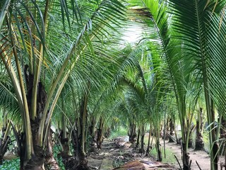 tropical palm leaf background, closeup coconut palm trees