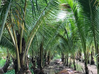 tropical palm leaf background, closeup coconut palm trees