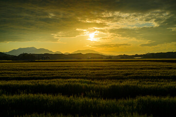 麦畑の夕暮れ