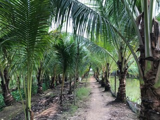 Obraz premium tropical palm leaf background, closeup coconut palm trees