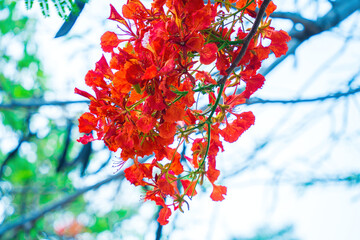 Summer Poinciana phoenix is a flowering plant species live in the tropics or subtropics. Red Flame...