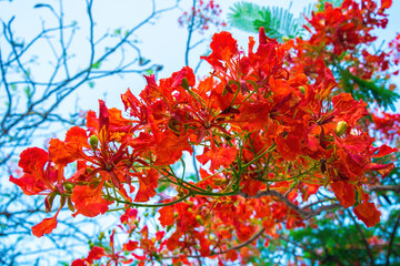 Summer Poinciana phoenix is a flowering plant species live in the tropics or subtropics. Red Flame...