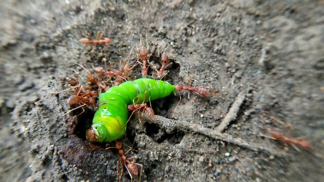weaver ants eat green caterpillars a live in the forest