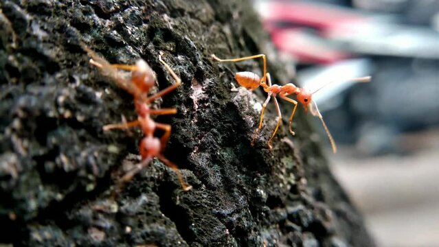 Closeup Weaver ants on tree bark .Oecophylla macro video 4k