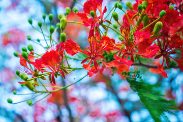 Summer Poinciana phoenix is a flowering plant species live in the tropics or subtropics. Red Flame...