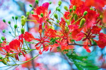Summer Poinciana phoenix is a flowering plant species live in the tropics or subtropics. Red Flame...