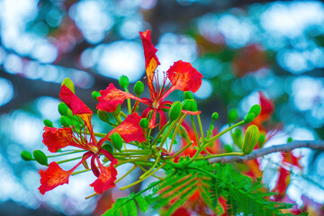 Summer Poinciana phoenix is a flowering plant species live in the tropics or subtropics. Red Flame...