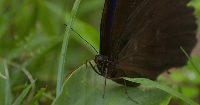 A close up shot of a morpheus butterfly drinking up droplets of water from the surface of a green leaf