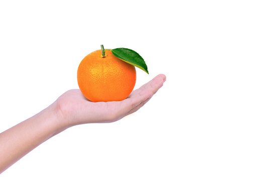 Female Hand Hold Orange Fruit Isolated On White Background With Copy Space.