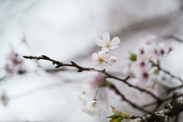 またこの季節がやってきた