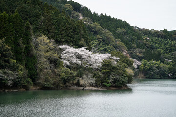 さくらの見える場所