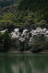 Fototapeta na wymiar 森の中の桜