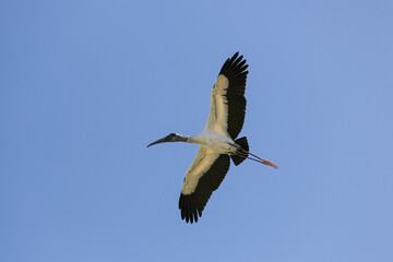 A flying wood stork at dark blue Florida sky