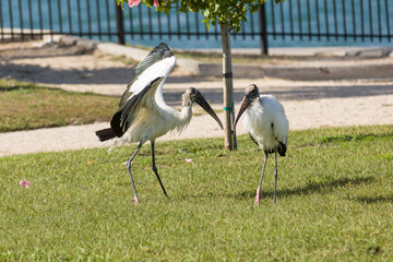 A couple of two wood storks on a green meadow in Florida