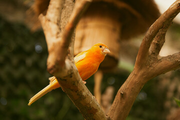 Small yellow canary on a branch in a bird nursery