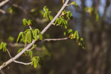 horse chestnut branch in spring. Insect on leaf. New leaves and buds of a horse chestnut tree,
