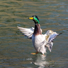 Wild duck or mallard, Anas platyrhynchos family with young goslings at a lake in Munich, Germany