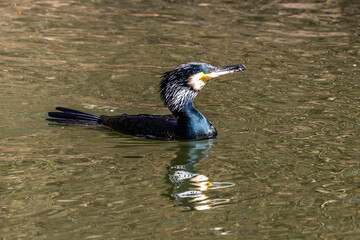 The great cormorant, Phalacrocorax carbo swimming on a lake