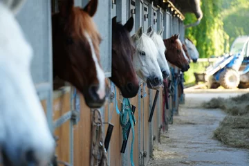 Foto op Plexiglas horses in the boxes of an equestrian center © goodluz
