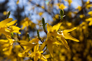 Forsythia flowers in front of with green grass and blue sky. Golden Bell, Border Forsythia.