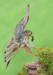 Common kestrel with cricket in the beak, fine art portrait (Falco tinnunculus)