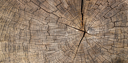 cross section of tree wood  trunk - wooden background