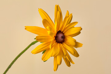 Bright yellow rudbeckia flower isolated on beige background.